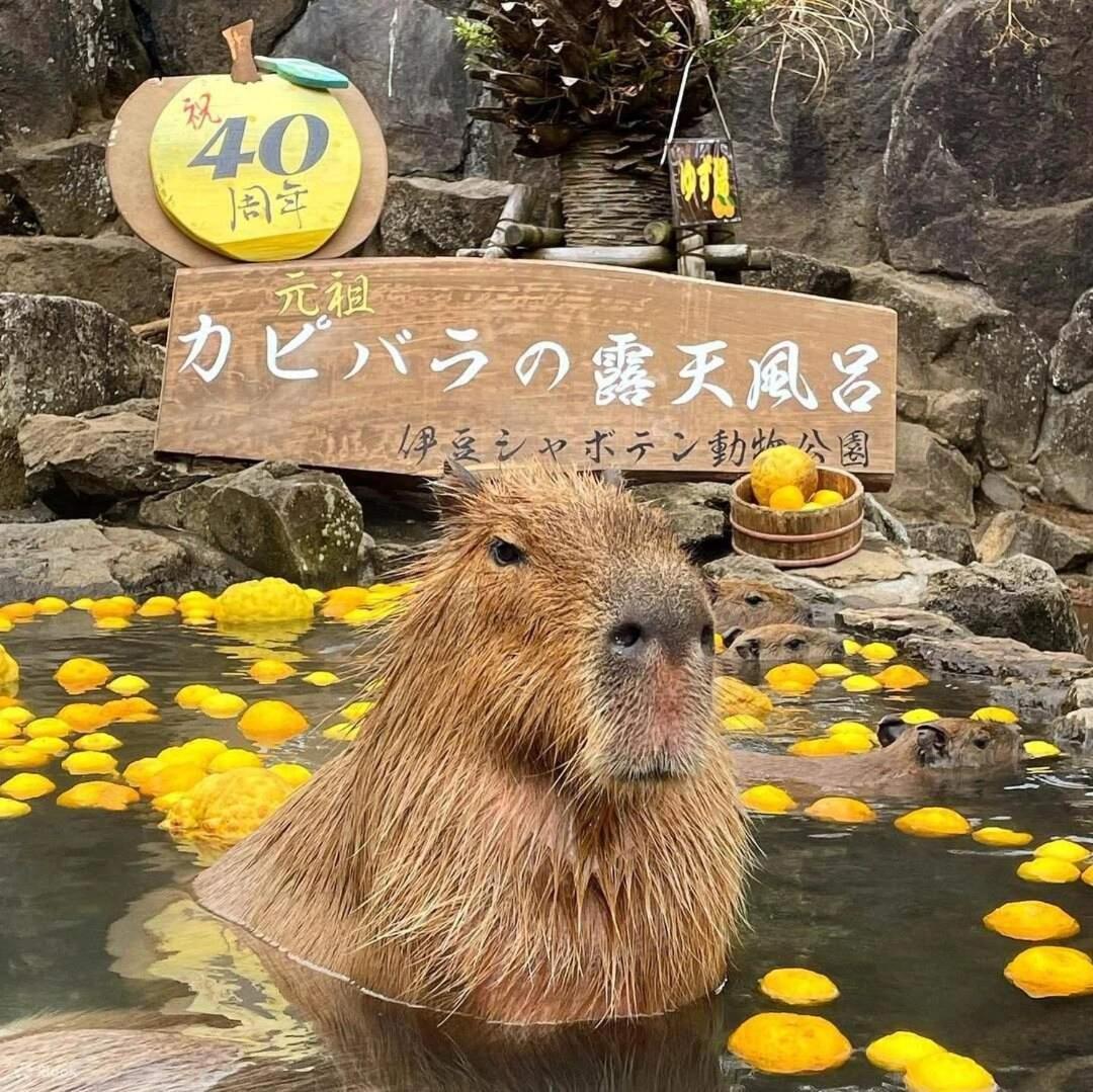 伊豆高原 温泉付別荘 Isana Mountain Villa Futo Luaran gambar